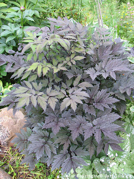 Actaea simplex 'Brunette', syyskimikki